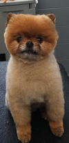 NH Pet Boarding and Grooming
